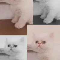توله گربه پرشین(میکس فلت، و سوپرفلت)
