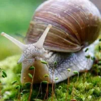 حلزون البینو