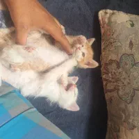 گم شده