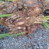 انواع. پاجوش فروش