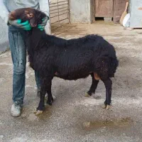 قوچ قزل افشار