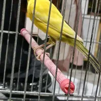 ۳ عدد قناری نر رسمی بخون|پرنده|تهران, هفده شهریور|دیوار