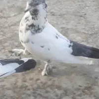 گمشده در حیوانات