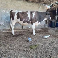 گاو سیمینتال تخت شکم اول 8ماه آبستن با برگه تلقیح|حیوانات مزرعه|سبزوار, کاشفی شمالی (دادگستری)|دیوار