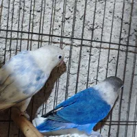 طوطی برزیلی مولد|پرنده|بهشهر, |دیوار