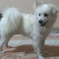 اشپیتز پدر و توله ها