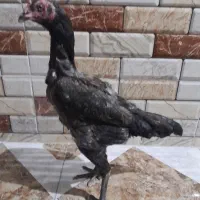 مرغ لاری