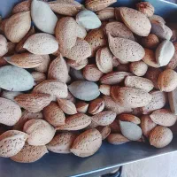 گردو بادام کشمش|عمدهفروشی|نیشابور, شهید بهشتی|دیوار