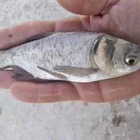 بچه ماهی .کپور .امور.قزل الا .خاویاری|ماهی|قرچک, داوود آباد|دیوار