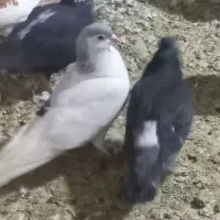 کفتر جفتگاه پرشی|پرنده|مشهد, کشف|دیوار