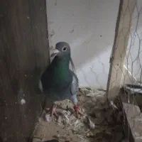 سبز