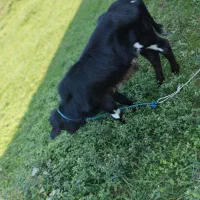 دو عدد ورزا کوله یا گاو نر|حیوانات مزرعه|صومعه‌سرا, |دیوار