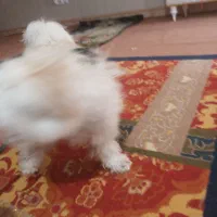 یک سگ گمشده