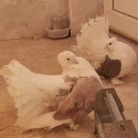 کبوتر چتری دوکت|پرنده|قم, بکایی|دیوار