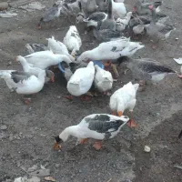 غاز طبیعی|حیوانات مزرعه|خلخال, |دیوار