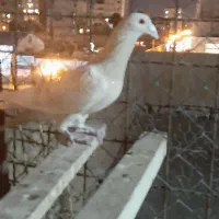 دو طوق کبوتر|پرنده|آبیک, |دیوار