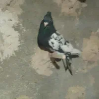 چهارتا حیوون|پرنده|قوچان, |دیوار