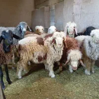 بره ریز پای پروار نر ماده|حیوانات مزرعه|محمدشهر, محمدشهر|دیوار