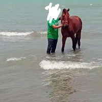 نریان. پرخون ۵ سال