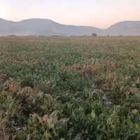 نیازمند تریلی و ده چرخ بار چغندر