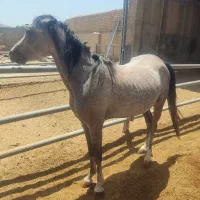 اسب مادیون ۳ساله