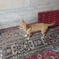 سگ آشپیتز سگ اشیپز