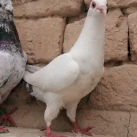 مگسی ماده