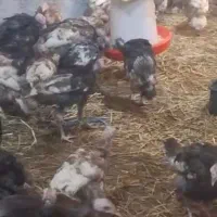 بوقلمون  برنزه و پوبون