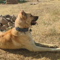 سگ سرابی|سگ|بستان آباد, |دیوار