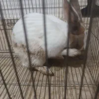 خرگوش