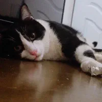 گمشده گربه نره هرکی پیداش کنه شیرینه تپل بهش میدم|حیوانات|فردیس, قریشی|دیوار