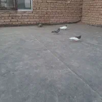 کبوتر|پرنده|نیشابور, فضل|دیوار