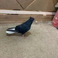 دم سفید در هویزه|پرنده|سوسنگرد, |دیوار