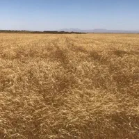 اجاره ۱۰۲ هکتار زمین کشاورزی جهت دیم