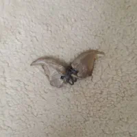 ناخون پلنگ خیلی قدیمی|کلکسیون اشیاء عتیقه|شوشتر, |دیوار