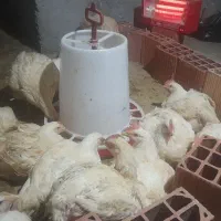 مرغ ارگانیک