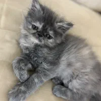 بچه گربه ۲ماهه