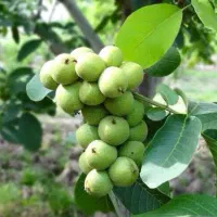 نهال گردو و بادام پیوندی