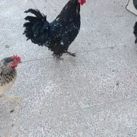 خروس سلطان
