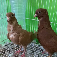 ۳جفت کفتر بی عیب