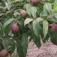 فروش باغچه