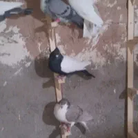 کفتر|پرنده|بوژگان, |دیوار