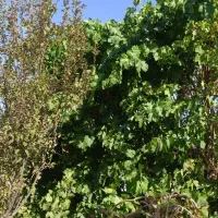 باغچه-سراجه-با-درخت-و-آب-و-استخر-و-فنس-و-سرویس