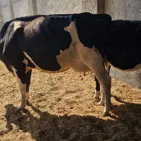 گاو گوساله تلیسه