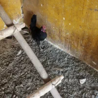 نیمچه خروس گلین