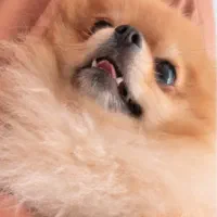 پامرانین پرتقالی ماده خرسی|سگ|تهران, جنتآباد شمالی|دیوار