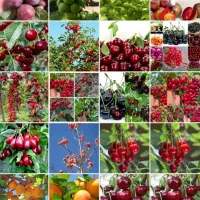 مجموعه تخصصی نهال‌های آجیلی