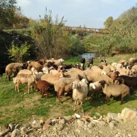 گوسفند کشتاری و داشتی درجه یک همه چاق