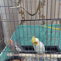 عروس هلندی|پرنده|تهران, والفجر (افسریه)|دیوار