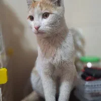 گربه پیدا شده